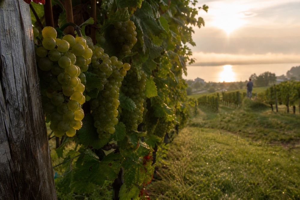 Close-up of Riesling clusters on the vine in a northern Michigan vineyard