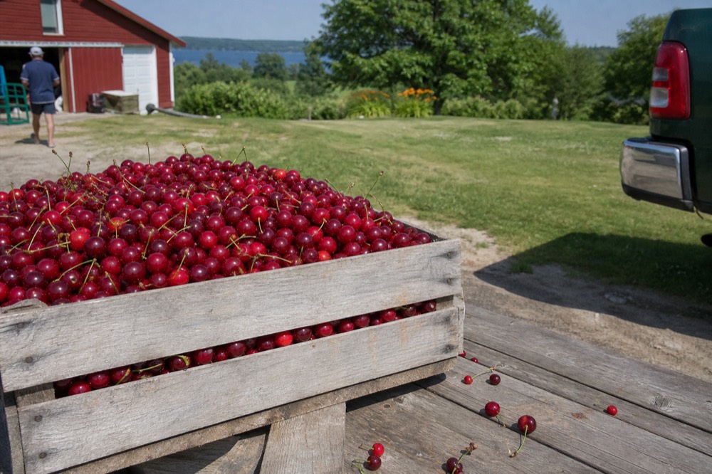 Fresh tart cherries in a wooden orchard crate