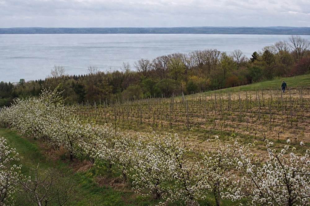 Rows of cherry trees in bloom beside vineyard rows on a peninsula slope