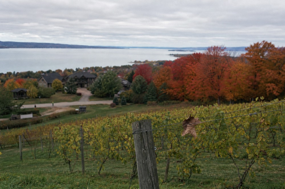 A vineyard row with red and orange hardwoods behind it above a bay