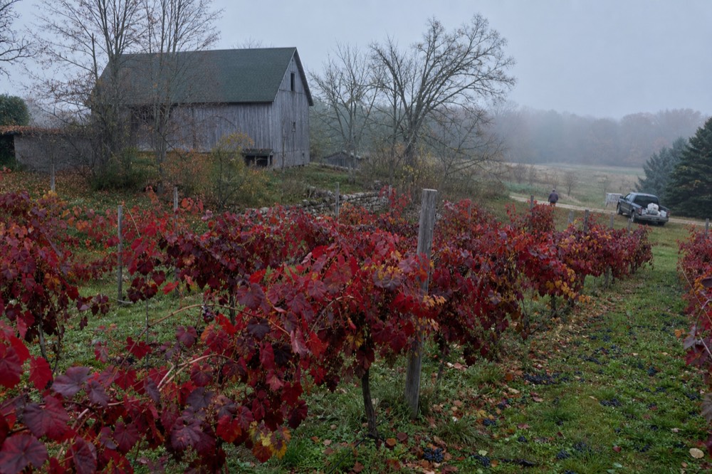 Rows of grapevines turning red in autumn with a barn and hardwoods behind
