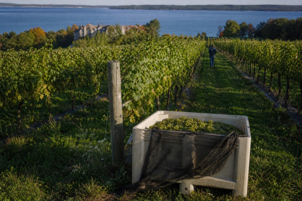 Vineyard rows on the Leelanau Peninsula rolling toward Grand Traverse Bay