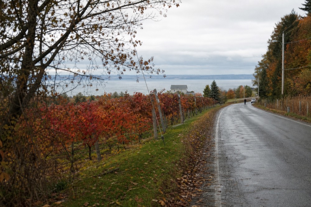 Fall colour along a peninsula road with vineyards and the bay beyond