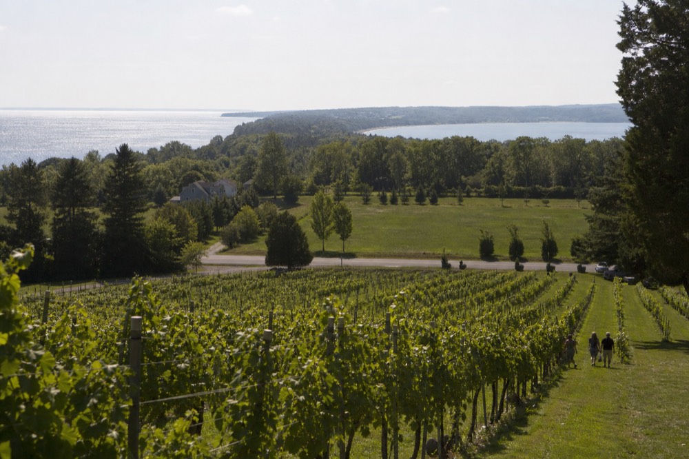 Rows of grapevines on a narrow strip of land between two bodies of water