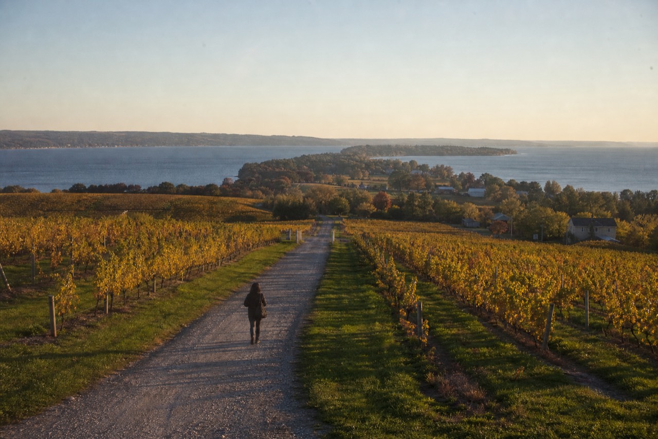 Vineyard rows running down a peninsula toward open water