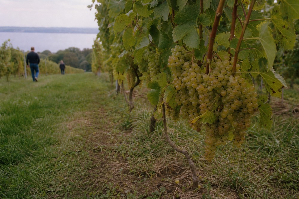 Rows of grapevines with red and gold autumn foliage on a peninsula, no text, no logos, no people