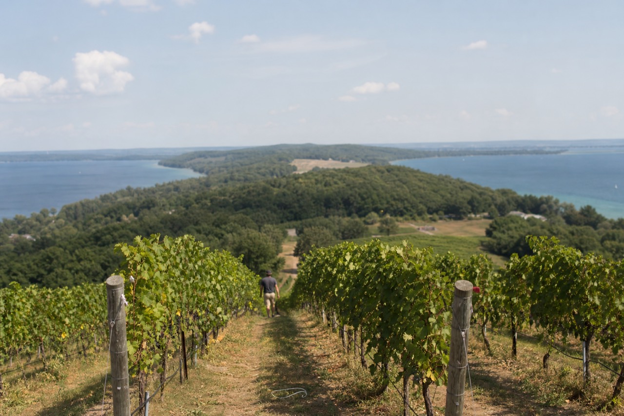 Vineyard rows on a peninsula above a bay in northern Michigan, no text, no logos, no people.