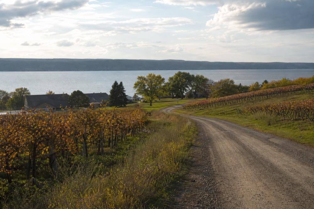 Country road curving between vineyards with a lake beyond