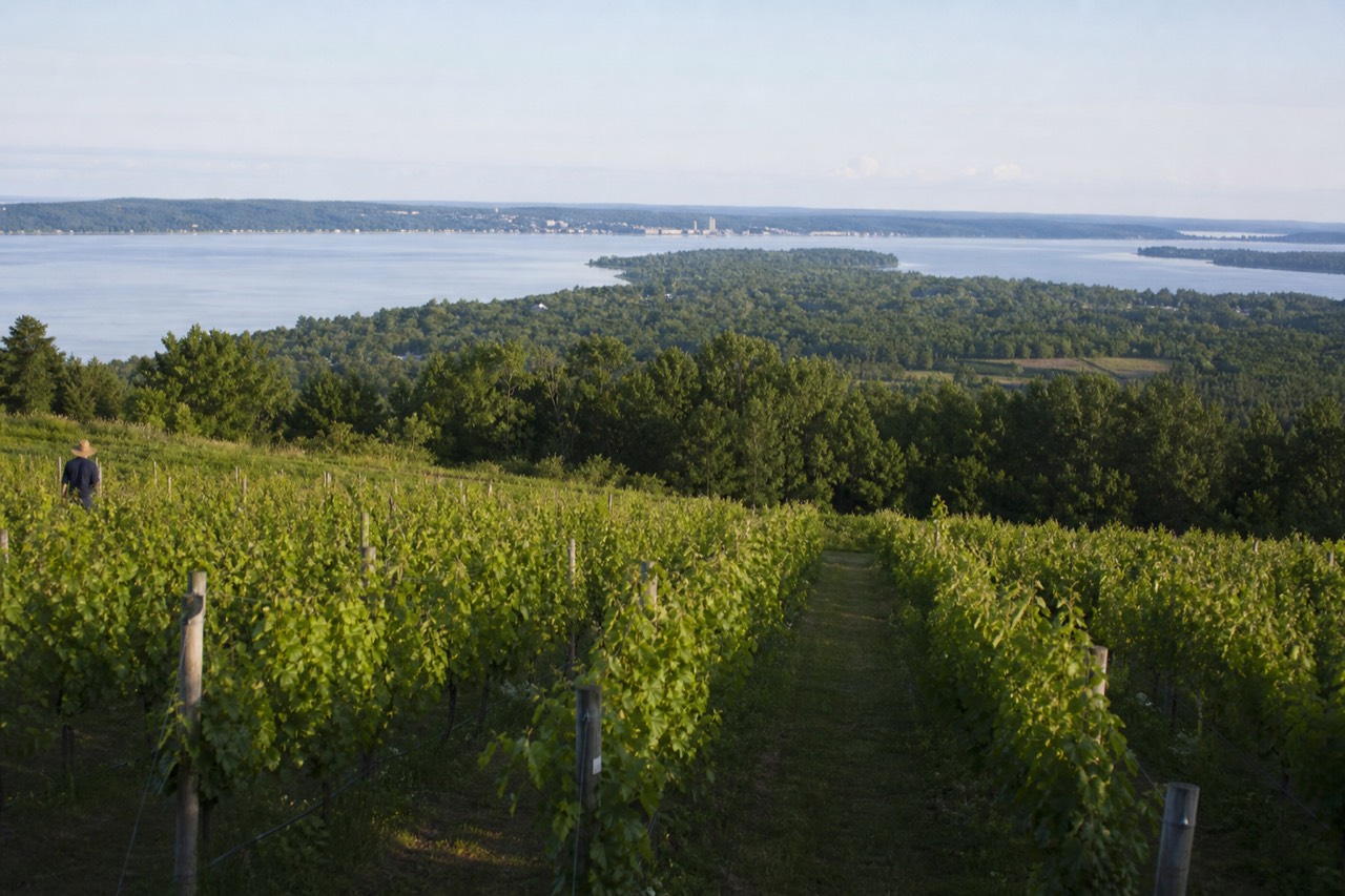 Vineyard rows on Old Mission Peninsula running toward Grand Traverse Bay