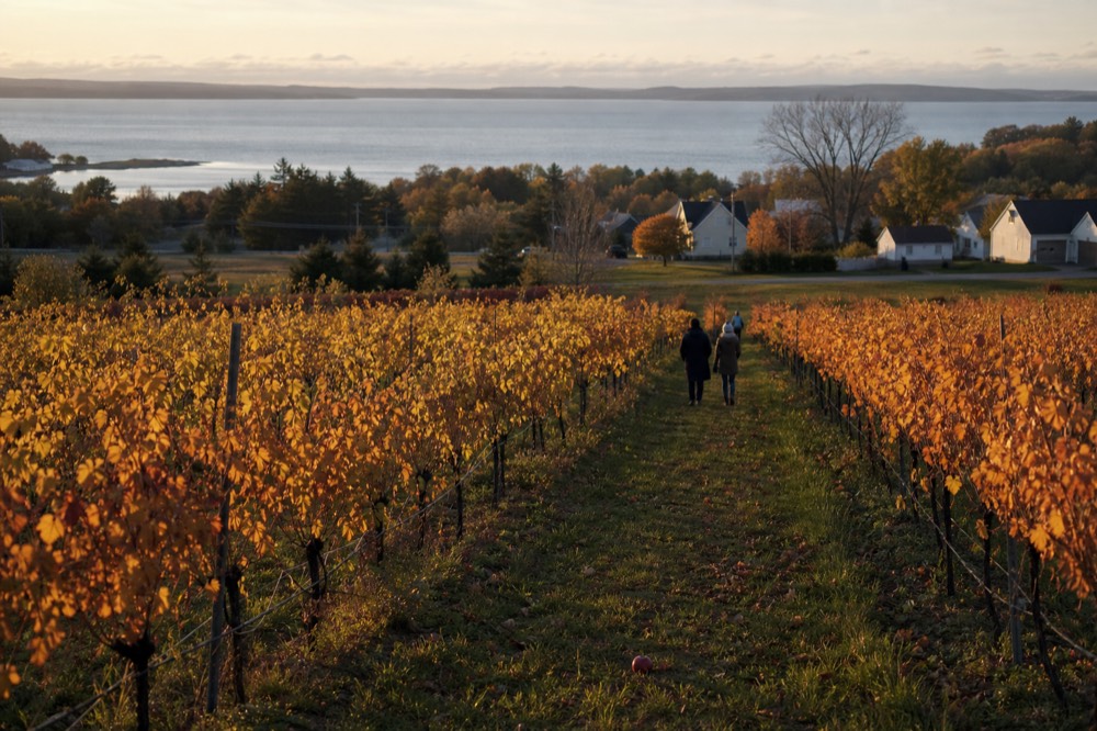 Autumn-colored vines on rolling hills above calm water at golden hour