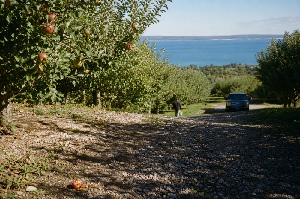 An orchard road with rows of apple trees leading toward the bay