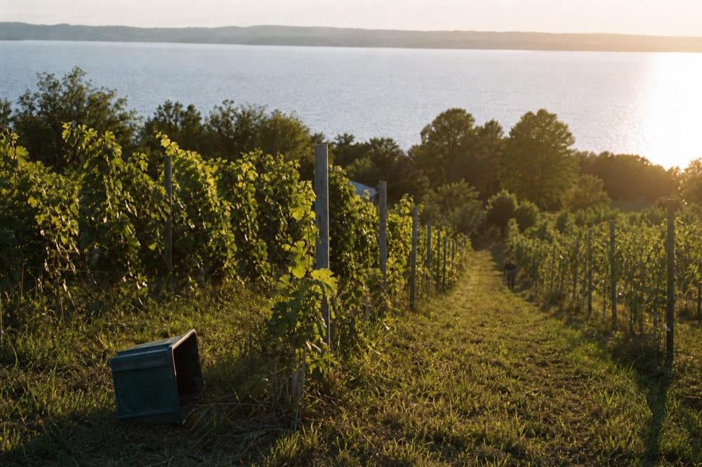 Golden hour over vineyard rows and water at a peninsula winery