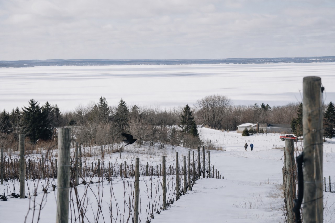 Snow-dusted vineyard rows on a peninsula above a frozen bay